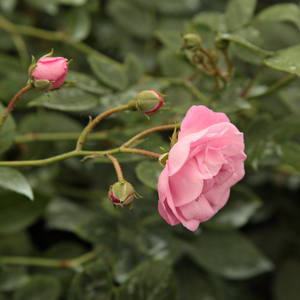 Poзa Фрау Эва Шуберт - розовая - Вьющаяся плетистая роза (рамблер)